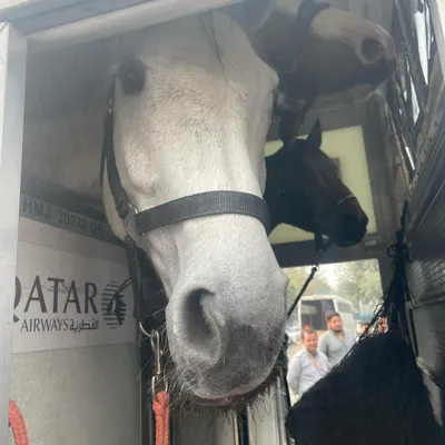 A close-up of our new horses arriving from overseas. We invest in high-quality equine partners to ensure our riders have the best opportunity to succeed.