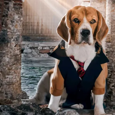 Here is my baccha, Scamp, reimagined as the daring adventurer Mr. Indy Scampy Bones. This AI-enhanced portrait places him in a dramatic, ruin-filled scene, ready for anything.