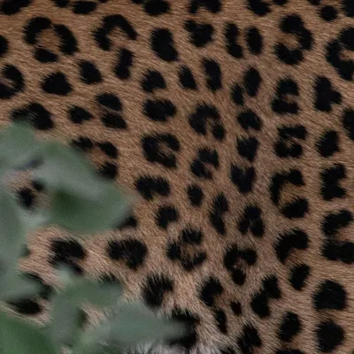 This is a close-up of an Indian Leopard's coat. The animal was so close I could hear it breathing, making it a challenge to shoot with a 600mm lens. I focused on the intricate rosette patterns, turning a wildlife encounter into an abstract piece of natural art.