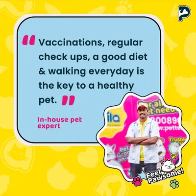Our in-house veterinary expert emphasizes the four pillars of pet health: vaccinations, regular check-ups, a balanced diet, and daily walks. We can help you manage all of these with our convenient at-home vet consultations and services.