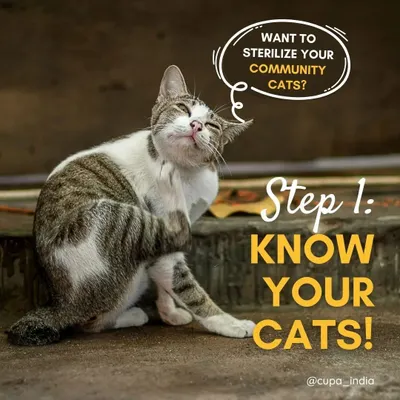 Want to help sterilize your community cats? The first and most important step is to know your cats. Understanding their behavior and level of socialization will determine the best way to help them.