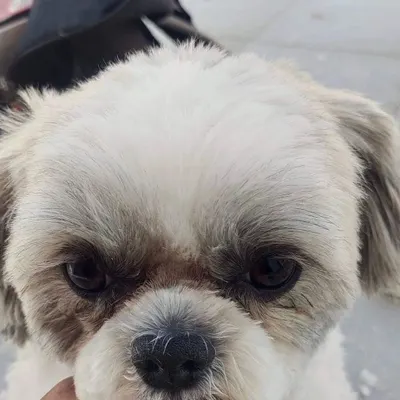Before grooming. This Shih Tzu's face has overgrown hair, which can make it hard to see and eat.