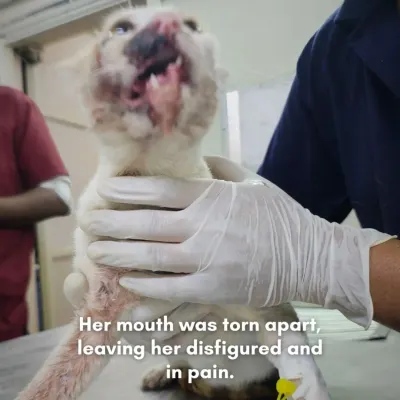 This community cat was brought to us after an accident left her mouth torn apart, disfigured, and in extreme pain. These are the critical cases our Trauma Center is here for.