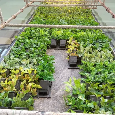 A behind-the-scenes look at a large vertical garden installation. Here you can see the base panels and how individual plant clusters are attached to create the final design.