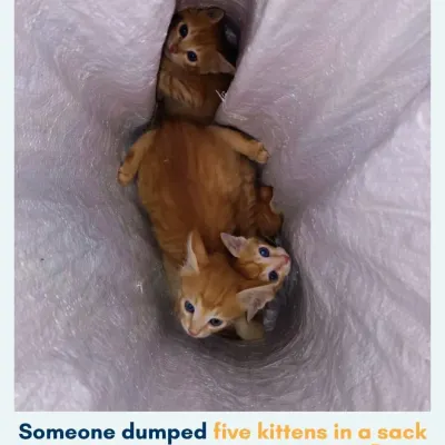 Urgent adoption appeal. These five ginger kittens were cruelly dumped in a sack outside our shelter. They are healthy and in desperate need of loving homes.
