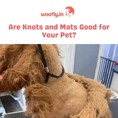 This image shows severe matting, which can be very painful. Regular professional grooming is not just for looks; it's essential to prevent this kind of discomfort and keep your pet's skin healthy.