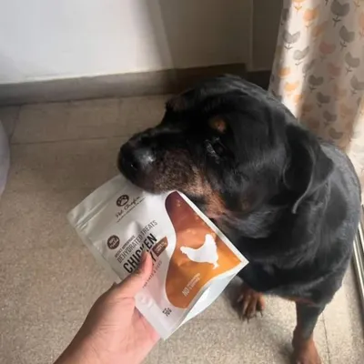 The gentlest giant enjoying his favorite chicken jerky. This moment of trust and happiness between a pet and their person is what we're all about.