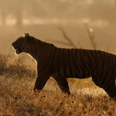 A backlit shot of a tigress in Ranthambore on a crisp winter morning. Instead of a standard portrait, we positioned ourselves against the light to create this memorable, atmospheric photograph.