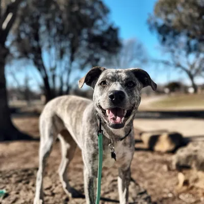 This happy graduate learned to be calm and confident on leash, overcoming his reactivity to other dogs. Now he can enjoy walks without stress.