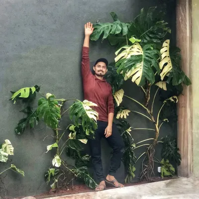 We recently let go of some of our largest Variegated Monsteras for a client's double-height wall. We can't wait to see them take over and create a living masterpiece.