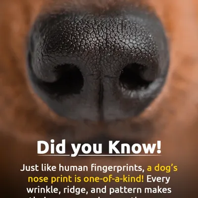 Did you know a dog's nose print is as unique as a human fingerprint? Every wrinkle, ridge, and pattern makes their nose one-of-a-kind, just like them.