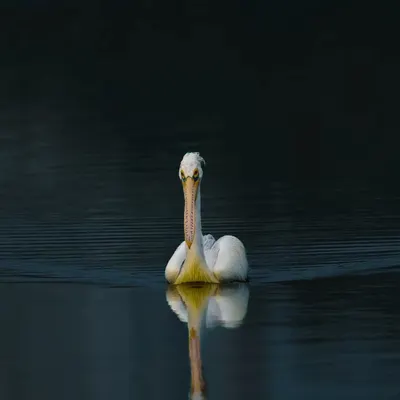 A Spot-billed Pelican glides silently across the dark, still water. The reflection and the low-key lighting create a powerful, minimalist composition that feels both peaceful and majestic.