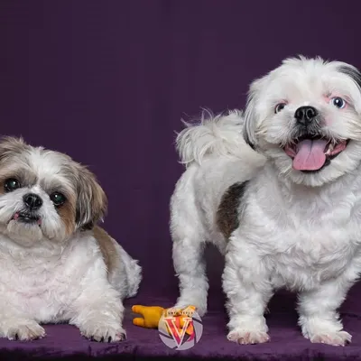 Two adorable Shih Tzus posing perfectly against a rich purple backdrop. Studio sessions are great for capturing these clean, classic sibling portraits.