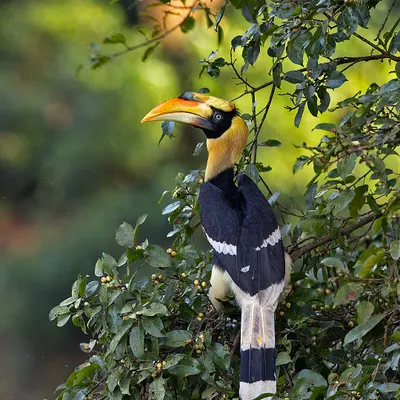 A magnificent Great Indian Hornbill perched on a fruiting tree in the Anaimalais. This classic portrait showcases the bird's impressive size and vibrant casque.