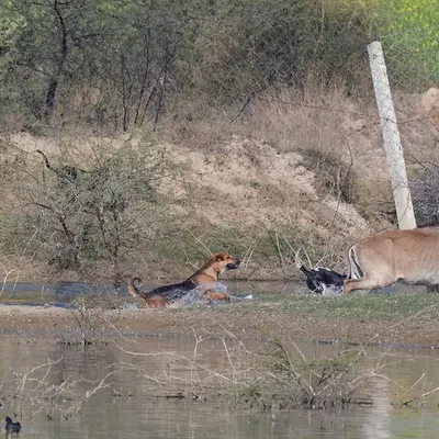 On a wintry day near Jaipur, I witnessed this grim chase. A pack of feral dogs had cornered a Nilgai, India’s largest antelope. This is a difficult but necessary story to tell, highlighting the rising threat that free-ranging dogs pose to our native wildlife, a conflict often overlooked.