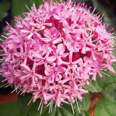 The Clerodendrum bungei, or Mexican Hydrangea, produces these stunning, globe-like clusters of bright pink flowers. It's a fragrant and eye-catching shrub for any garden.
