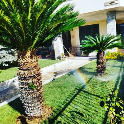 A healthy, green lawn is the heart of a beautiful garden. We provide expert natural grass maintenance, including proper watering and care, to ensure your lawn stays lush and vibrant throughout the year.