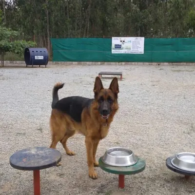 This handsome German Shepherd is taking a quick break by the water station. We have multiple water bowls throughout the park to keep every dog hydrated.