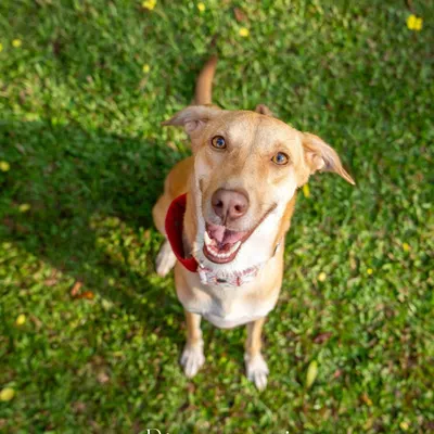 Meet Noor, an indie dog with the most beautiful honey-glazed eyes, captured here looking up at the camera on her adoption day.