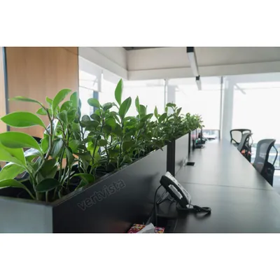 Studies show that plants in the workplace increase productivity and reduce stress. We installed these custom planters with Peperomia plants on office desks to provide staff with the direct benefits of having greenery in their immediate workspace.