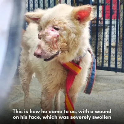 This is how this community dog came to us, with a painful wound and a severely swollen face. It's a common sight, but one we are always prepared to treat.