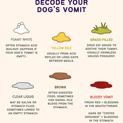 It can be alarming when your dog vomits. This guide helps you decode what different types of vomit might mean, from harmless foamy white bile to more serious signs that require a vet visit.