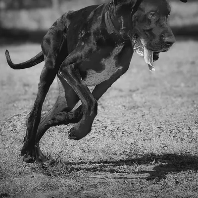 Capturing a Great Dane at full speed is like photographing a canine Olympian. This black and white action shot freezes the power and grace of Sabbath mid-stride, showcasing his athletic form.