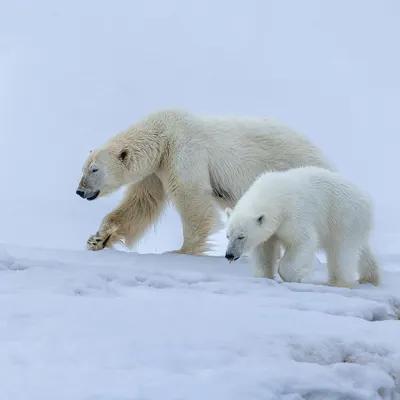 A polar bear mother leads her cub across the snow in Svalbard. Observing and photographing the bond between a mother and her young is one of the most profound experiences an Arctic expedition offers.