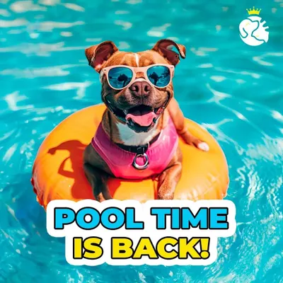 Pool time is back. The sun is out and our pool is ready for your furry friends. Book a refreshing dip for your dog to help them beat the heat and have a blast.
