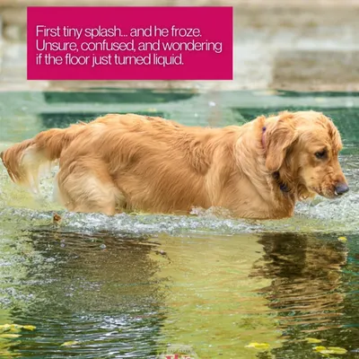 The first moment of discovery. This golden retriever's hesitation as he steps into the water for the first time is a precious, once-in-a-lifetime memory to capture.