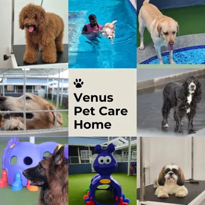 A glimpse into everything I offer at my pet care home. From grooming tables and play tunnels to our clean swimming pool and cozy boarding kennels, every part of my facility is designed for your pet's safety and happiness.
