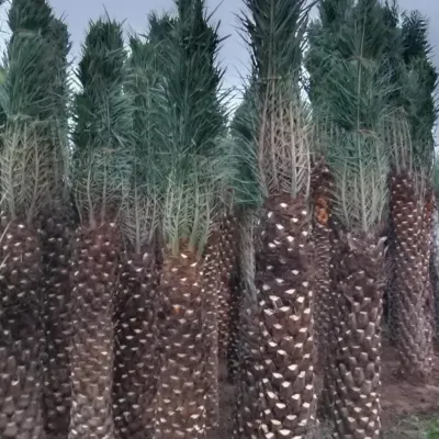 A collection of mature Date Palms, showing their thick, textured trunks. These are perfect for creating a dramatic, desert-inspired landscape.