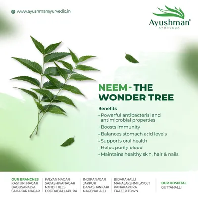 Neem is known in Ayurveda as 'the wonder tree' for its powerful antibacterial and antimicrobial properties. This graphic outlines its many benefits, from boosting immunity and purifying the blood to maintaining healthy skin, hair, and nails.