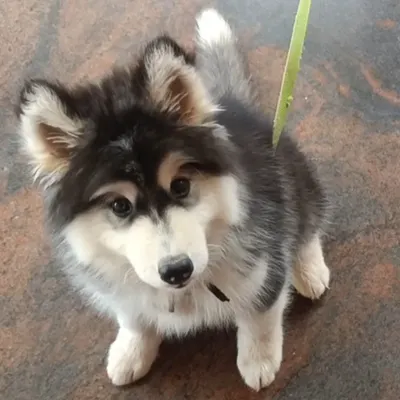 A fluffy Siberian Husky puppy looking up, showing off its thick double coat and alert ears. Our Huskies are bred for both their stunning looks and their intelligent, pack-oriented nature.