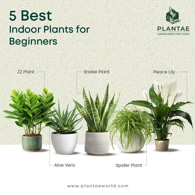 If you are new to houseplants, starting with the right ones is key to success. This guide shows five of the best indoor plants for beginners, including the resilient ZZ Plant, Snake Plant, and Peace Lily, which are known for being forgiving and easy to care for.