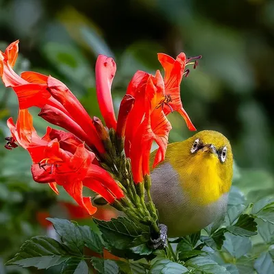 A curious Warbling White-eye peeks out from behind a bright red flower in Binsar. Its direct gaze and the striking color contrast make this a personal favorite, capturing the inquisitive nature of these small birds.