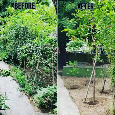 A clear before and after view of our garden cleanup service. We removed overgrown bushes and weeds to create a neat, manageable space with properly supported young trees.
