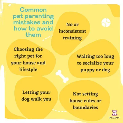Being a great pet parent involves learning and avoiding common mistakes. This guide covers key areas like choosing the right pet, the importance of consistent training, and setting clear house rules for a harmonious life with your dog.