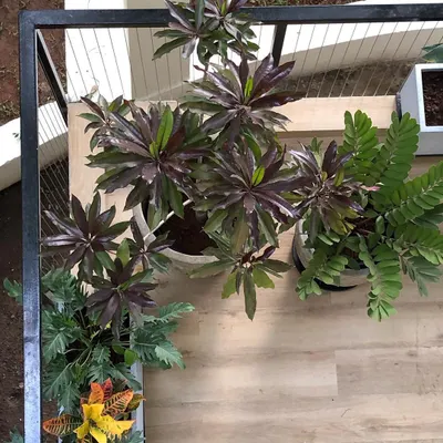 A bird's eye view shows how we arrange planters to create a cohesive design. The mix of Zamia, Croton, and other foliage plants forms a beautiful corner composition.