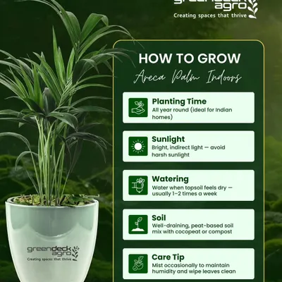 Here is a simple guide on how to grow an Areca Palm indoors. It's an ideal, low maintenance plant for Indian homes that also helps purify the air.
