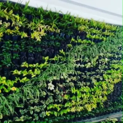 This is a living wall I designed, showcasing a rich tapestry of different plant species. The mix of colors, textures, and leaf shapes creates a dynamic and natural piece of art that also helps to purify the air.