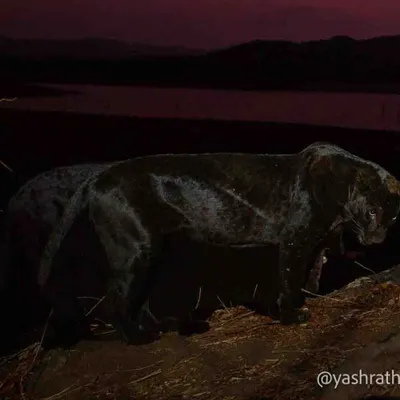 The 'Ghost of the Forest', a black panther, captured by my camera trap against a dramatic twilight sky. These elusive animals mostly appear after dark, and getting a clean shot with ambient light is the ultimate challenge.