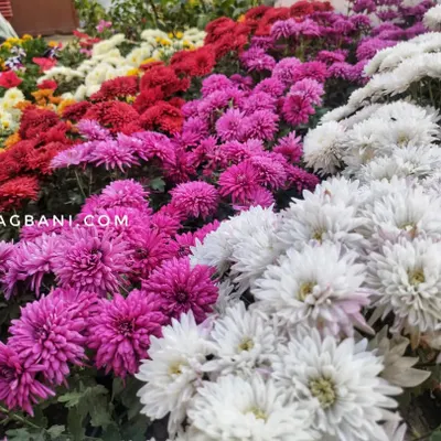 We offer a huge variety of Chrysanthemums, or Guldavari, perfect for adding a burst of color to your autumn garden. This image shows the incredible range of colors available, from deep reds and purples to bright whites.