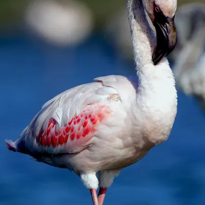 This flamingo struck a pose that looked straight out of a fashion magazine. Caught mid-groom, its crossed legs and elegant posture against the deep blue water created a moment of accidental high fashion in the wild.