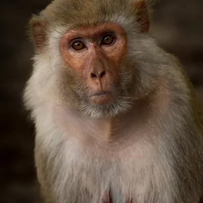 "Why does it have to be Monday?" This Rhesus Macaque's soulful expression in Dudhwa Tiger Reserve is something I think we can all relate to. Their human-like expressions make for incredibly compelling portraits.