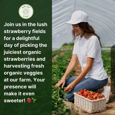 We love creating fun, hands-on experiences for the whole family. Join us for special events like our strawberry picking days, where you can harvest the juiciest organic berries right from the plant. It's a sweet treat and a wonderful day out.