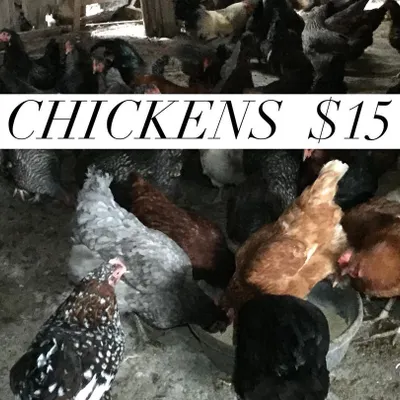 We were helping to rehome a large flock of chickens for an owner who could no longer care for them. We offered these laying hens for sale to anyone wanting to start their own flock.
