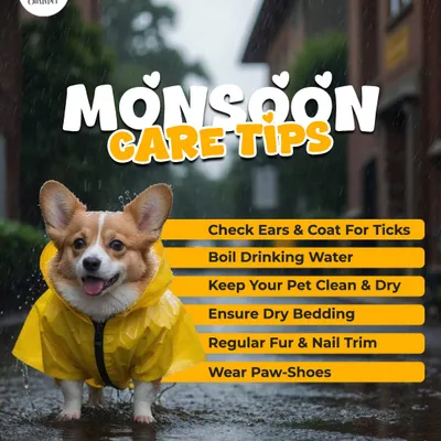 The monsoon brings its own set of challenges for pets. Regular fur and nail trims, along with checking for ticks, are part of my grooming service to keep your dog healthy during the rainy season.