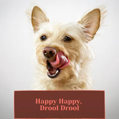 Happy happy, drool drool. I believe every day should be a great day for a dog, and that starts with great food. That's why I started Fresh Fetch.