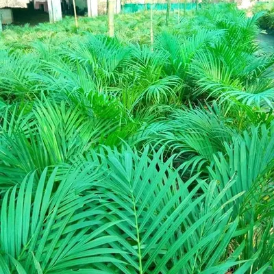 A view of our farm, showcasing rows of healthy Areca palms. This popular indoor plant is a favorite for both homes and offices due to its air-purifying qualities and elegant appearance. We grow them in large numbers to meet client demand.